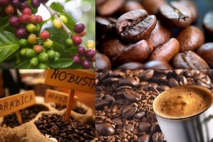 Thị trường nông sản ngày 23/5: Giá cà phê giảm, tiêu bất động