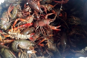 Ngành hải quan tăng cường kiểm soát chặt nhập khẩu tôm càng đỏ