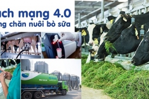 Một vòng khám phá trang trại ‘thông minh’ của Vinamilk
