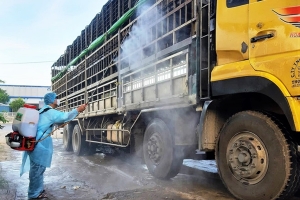 Quảng Nam: Bắt giữ xe tải chở lợn nhiễm dịch tả châu Phi trên đường đi tiêu thụ