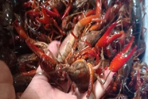 Lạng sơn: Tăng cường kiểm soát, xử lý vi phạm tôm càng đỏ