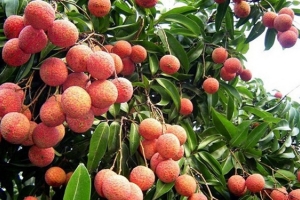 Dự báo giá vải thiều Việt Nam tại thị trường Trung Quốc sẽ tăng cao