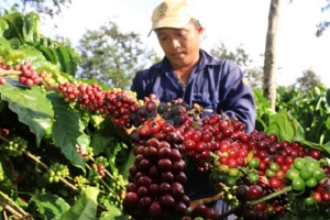 Giá nông sản ngày 30/5: Cà phê tăng gần 1.000 đồng/kg, tiêu đi ngang
