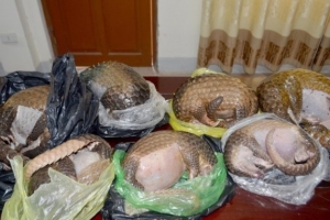 Nghệ An: Bắt giữ 2 đối tượng buôn bán 7 cá thể tê tê xuyên tỉnh