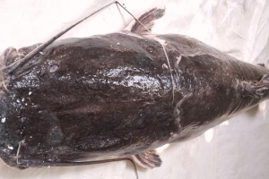 Đăk Lăk: Bắt được cá lăng đuôi đỏ “khủng” nặng hơn 77 kg trên sông Serepok