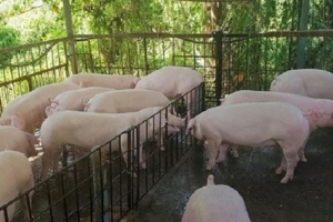 Giá nông sản ngày 6/6/2019: Giá tiêu tăng 500 đồng, cà phê giảm sốc