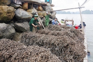 Quảng Ninh: Bắt giữ 30.000 dây hàu giống nhập lậu