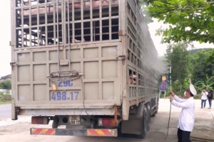 Huyện Hòa Vang-Đà Nẵng: Xuất hiện thêm 1 ổ dịch tả heo châu Phi tại xã Hòa Khương