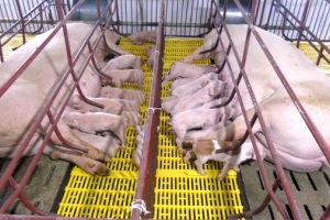 Sẽ hỗ chợ kinh phí bảo vệ đàn lợn giống cụ kỵ, ông bà thoát khỏi bão dịch tả châu Phi