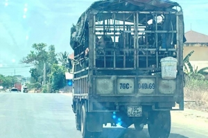 Quảng Ngãi: Dịch tả lợn châu Phi "đổ bộ" lên huyện miền núi Trà Bồng