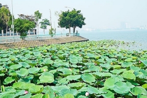 Hà Nội: Chấn chỉnh việc chụp ảnh phản cảm tại các ao sen ở hồ Tây