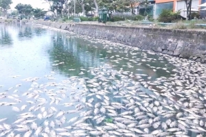 Đà Nẵng: Vì sao hàng tấn cá chết trắng 2 hồ điều hòa Thạc Gián - Vĩnh Trung?