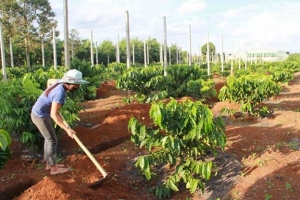 Dự án VnSAT giải ngân hơn 1.000 tỷ đồng cho tái canh cà phê