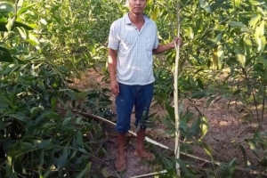 Nghệ An: Tạm giữ nghi can chặt phá rừng keo hơn 4.000 gốc của người dân