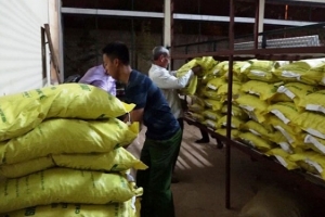Khởi tố vụ án sản xuất giống cây trồng giả