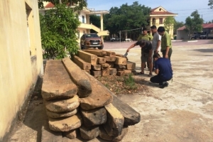 Quảng Bình: Truy đuổi xe chở gỗ lậu, một cán bộ kiểm lâm bị đánh nhập viện