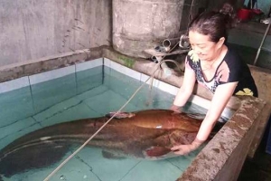 Đắk Lắk: Câu được cá leo nặng 80 kg ở sông Krông Na
