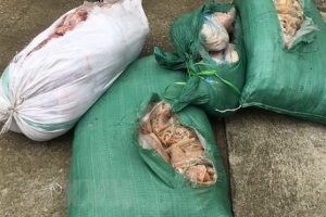 Thanh Hóa: Phát hiện xe khách chở 260 kg thịt lợn ôi thiu, không rõ nguồn gốc