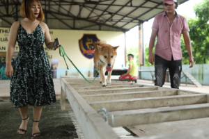 Phim Việt đầu tiên có vai chính là một chú chó