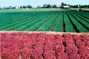 Tạo thương hiệu và nâng cao giá trị nông sản
