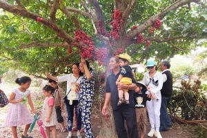 Khách đổ về vùng đất Tây Sơn Nhị-An Khê (Gia Lai) ngày đầu tiên “Lễ hội dâu da đỏ”