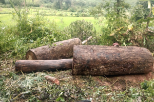 Kon Tum: Xe chở gỗ lậu bị lật, một người bị gỗ đè thiệt mạng