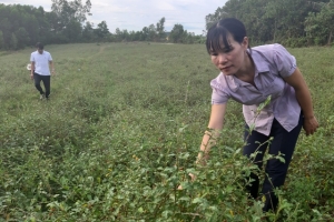 Xây dựng thương hiệu cao cà gai leo đầu tiên tại Quảng Bình