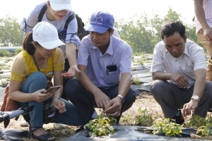 HTX 3 tỉnh miền Trung tham quan và học tập mô hình trồng sâm Bố Chính tại Quảng Bình