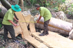 Phú Yên: Lâm tặc bỏ lại gỗ quý khi bị lực lượng kiểm lâm phát hiện