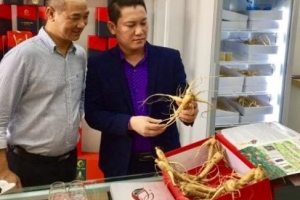 Quảng Bình: Thương hiệu “Sâm Bố Chính Tuệ Lâm” có mặt tại thị xã Ba Đồn