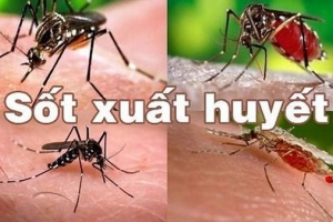 Dịch sốt xuất huyết sắp vào chu kỳ đỉnh điểm