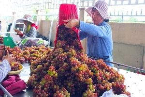 Ninh Thuận: Công nhận 10 sản phẩm công nghiệp nông thôn tiêu biểu cấp tỉnh