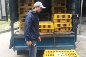 Hà Tĩnh: Chặn hơn 3 tạ gà thịt không rõ nguồn gốc trên đường đi tiêu thụ