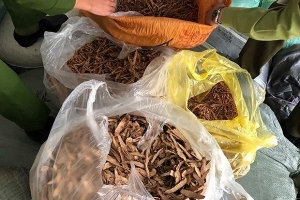 Khám xét hàng loạt điểm để điều tra đường dây buôn lậu thuốc Bắc từ Trung Quốc về Việt Nam