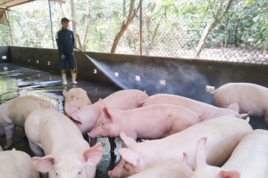 Giá thịt lợn hơi sắp chạm ngưỡng 100.000 đồng/kg