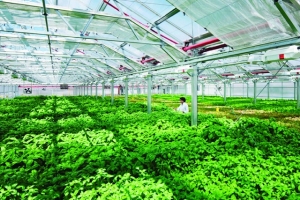 Thanh Hóa: Tăng cường kiểm tra, xử lý nghiêm các trường hợp lợi dụng dịch bệnh để trục lợi, kinh doanh vật tư nông nghiệp giả