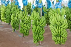 THACO phát triển bền vững nền nông nghiệp công nghệ cao