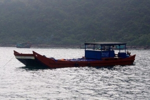 Phát hiện hơn 11 tấn sứa xuất lậu sang Trung Quốc