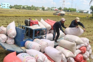 Xuất khẩu gạo nếp, gạo tẻ vẫn chưa thông