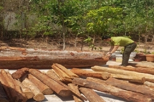 Bà Rịa - Vũng Tàu: Phát hiện, xử lý 13 vụ vi phạm trong lĩnh vực lâm nghiệp