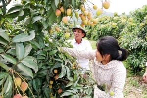 Hải Dương: Mở rộng vùng sản xuất vải theo tiêu chuẩn quốc tế