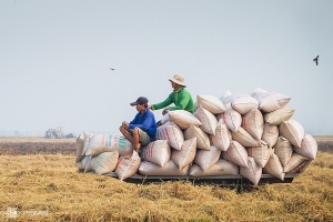 Cần Thơ “xin” tạm ứng quota xuất khẩu gạo tháng 5 với 200.000 tấn