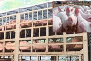 Gần 350 con lợn không rõ nguồn gốc suýt được đưa vào lò mổ