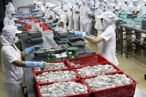 Xuất khẩu mực, bạch tuộc ưu tiên sản phẩm đông lạnh, hạn chế đồ tươi sống