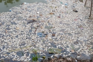 Vĩnh Phúc: Cá chết trắng sông, nghi do bị xả thải của nhà máy
