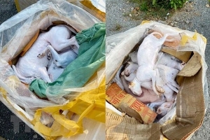 Nghệ An: Phát hiện xe khách chở 630kg thịt chó, mèo và nội tạng hôi thối đi tiêu thụ