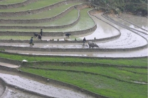 Bát Xát (Lào Cai): Tập trung gieo cấy lúa mùa năm 2020