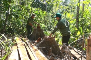 Vụ 'lâm tặc mở đường phá rừng' ở Phú Yên: Chuyển toàn bộ hồ sơ sang Cơ quan cảnh sát điều tra