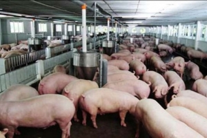 Đưa giá lợn hơi về mức 60.000 đồng/kg ngay trong tháng 5