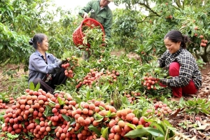 Cần sớm chủ động lo đầu ra cho mùa vải thiều 2020